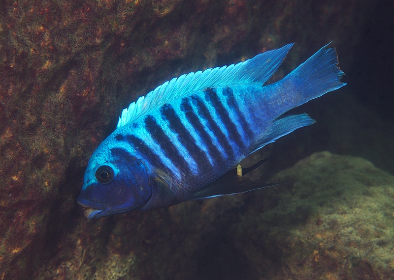 Maylandia midomo 'Lundo Island'
